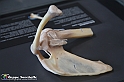 VBS_3089 - Articolazione della spalla - Mostra Body Worlds